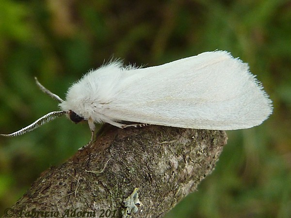 Erebidae? S,  Hyphantria cunea